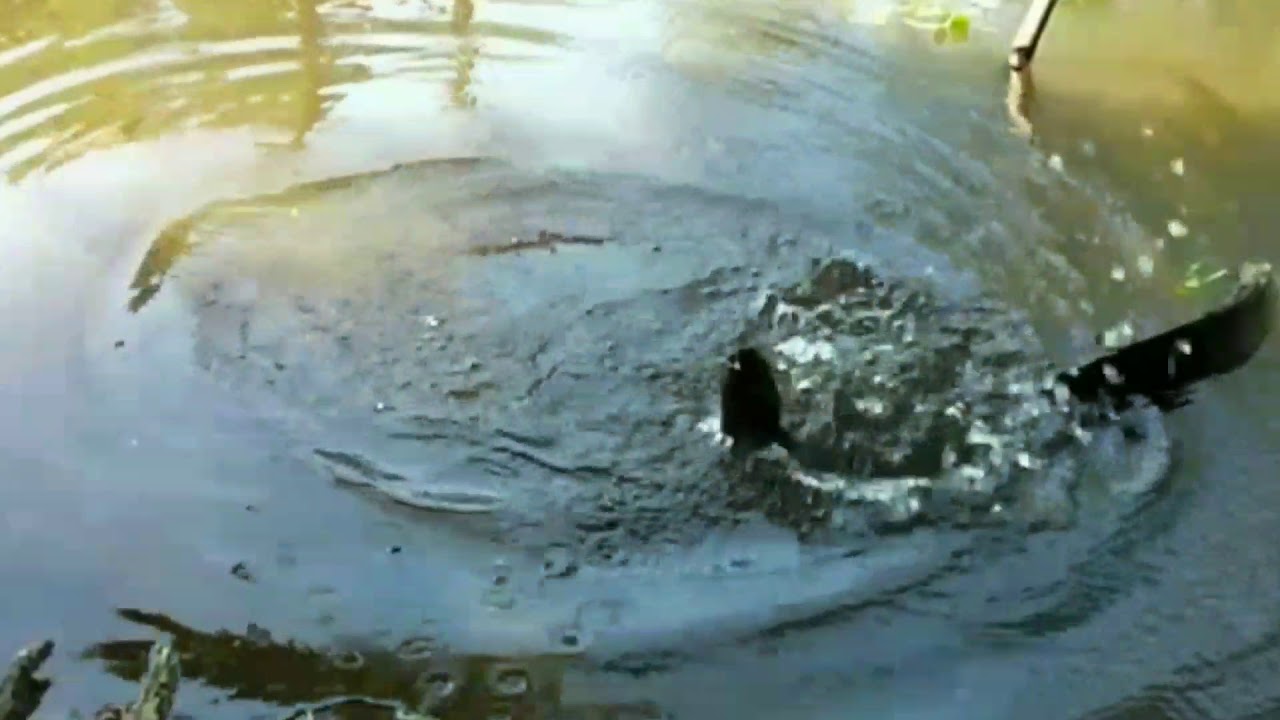 Crane fish use meat chicken in pond - YouTube