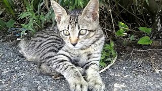 駐車場の野良猫、今日は何故かこの子一人でお留守番でした。