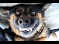 Funny Dogs Barking - A Funny Dog Barking Videos Compilation 2015