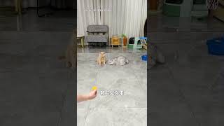 【#乔巴日记】猫的反应到底是人的几倍? #萌宠成精了 #猫咪 #猫咪的迷惑行为 image