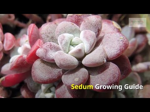 ვიდეო: რა არის Sedum Acre - ისწავლეთ როგორ გაზარდოთ Goldmoss Stonecrop