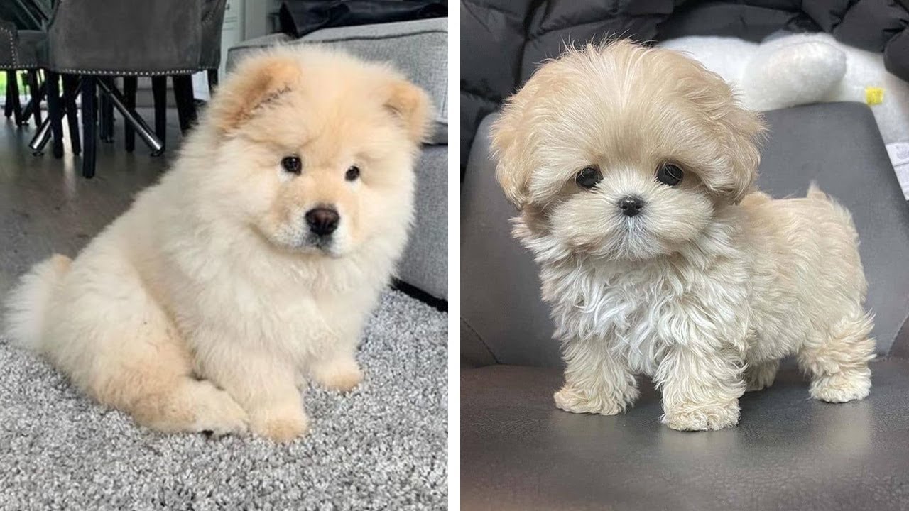 World's Cutest Puppy Leads Amazing Double Life