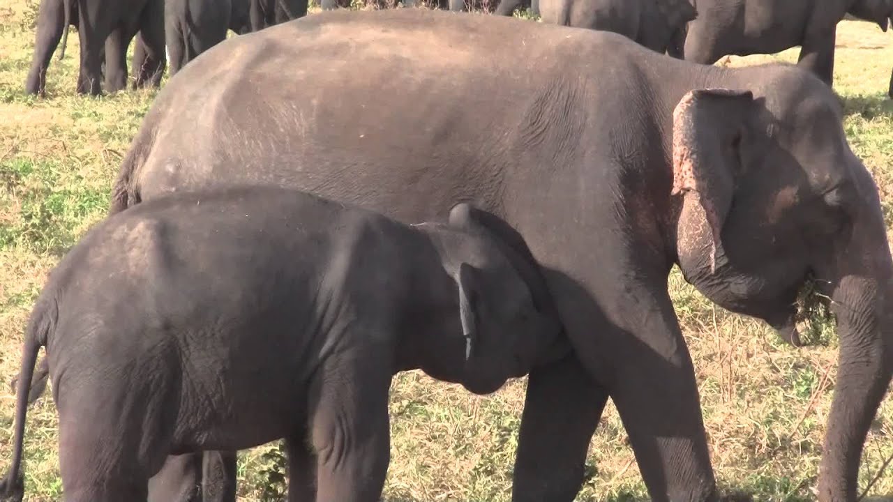 sri lankan baby elephant drinks milk YouTube
