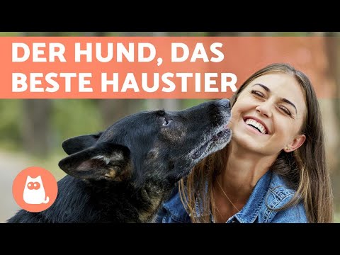 Video: Top 5 Gründe, Warum Sie Einen Hund Adoptieren Sollten