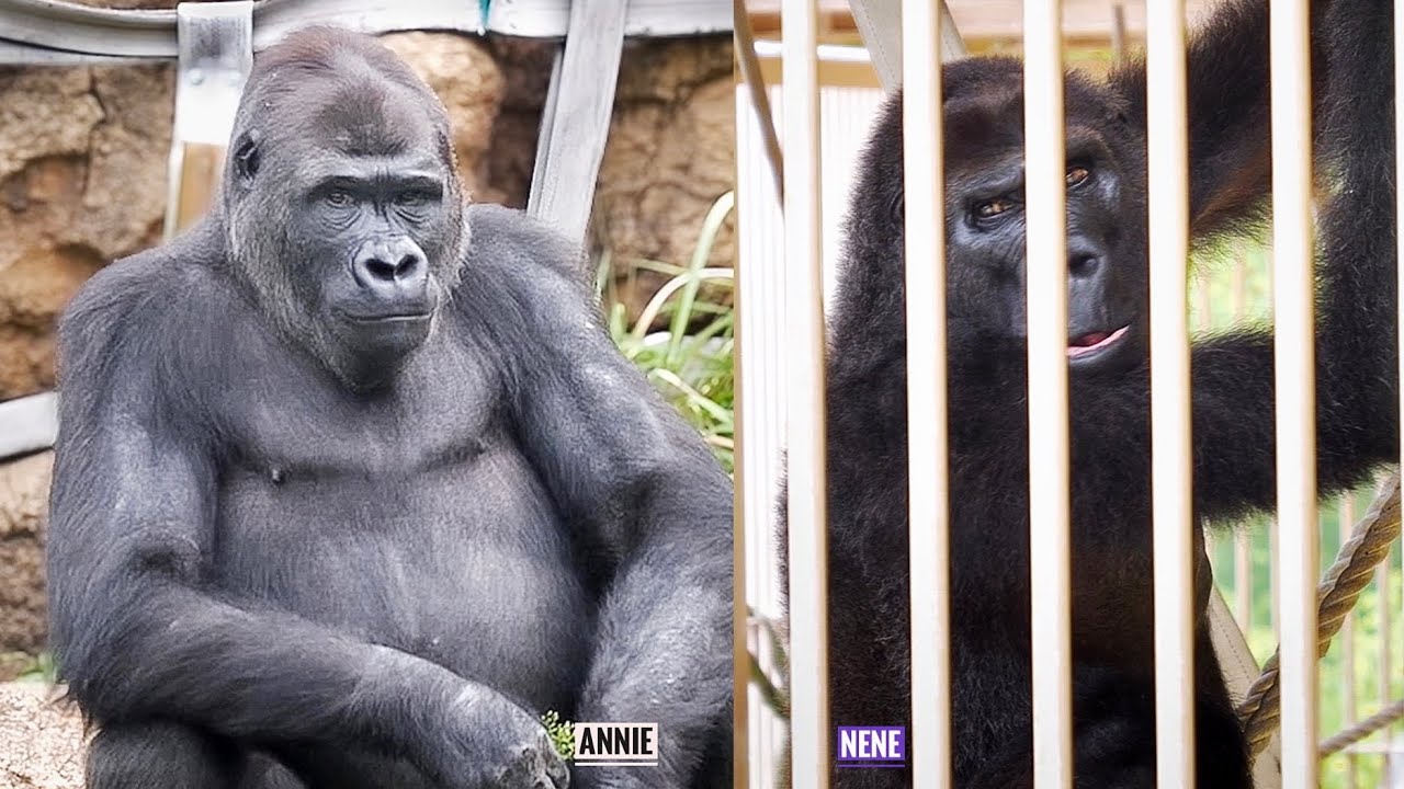Gorilla who learned a great deal of wisdom from Grandma | Nene