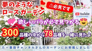 【必見❗️】バラ300品種が咲くたー薔薇チャンネルさんのローズガーデンへ😍78品種を一緒に見たよ🌹