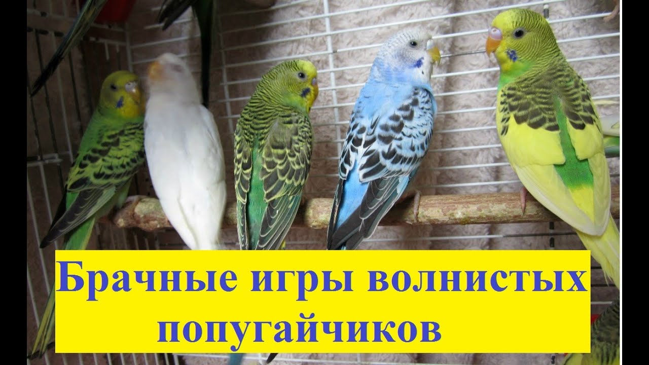 Брачные игры волнистых попугаев