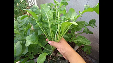 O que o produtor de frutas e hortaliças deve fazer para ter sucesso na colheita?