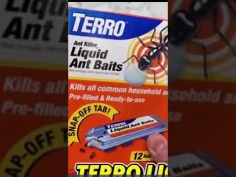🐜 TERRO T300B Ant Killer Review: Does It REALLY Eliminate the Colony?