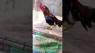 Raja murg/ Asil reza pollo de 7 meses
