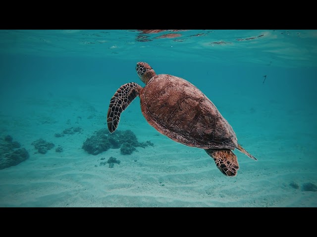 動画あり Gopro歴1週間の初心者 私 が宮古島でhero7 Blackを使ったら こんな画が撮れました Ritoufan 離島ファン 動画あり Gopro歴1週間の初心者 私 が宮古島でhero7 Blackを使ったら こんな画が撮れました Ritoufan 離島ファン