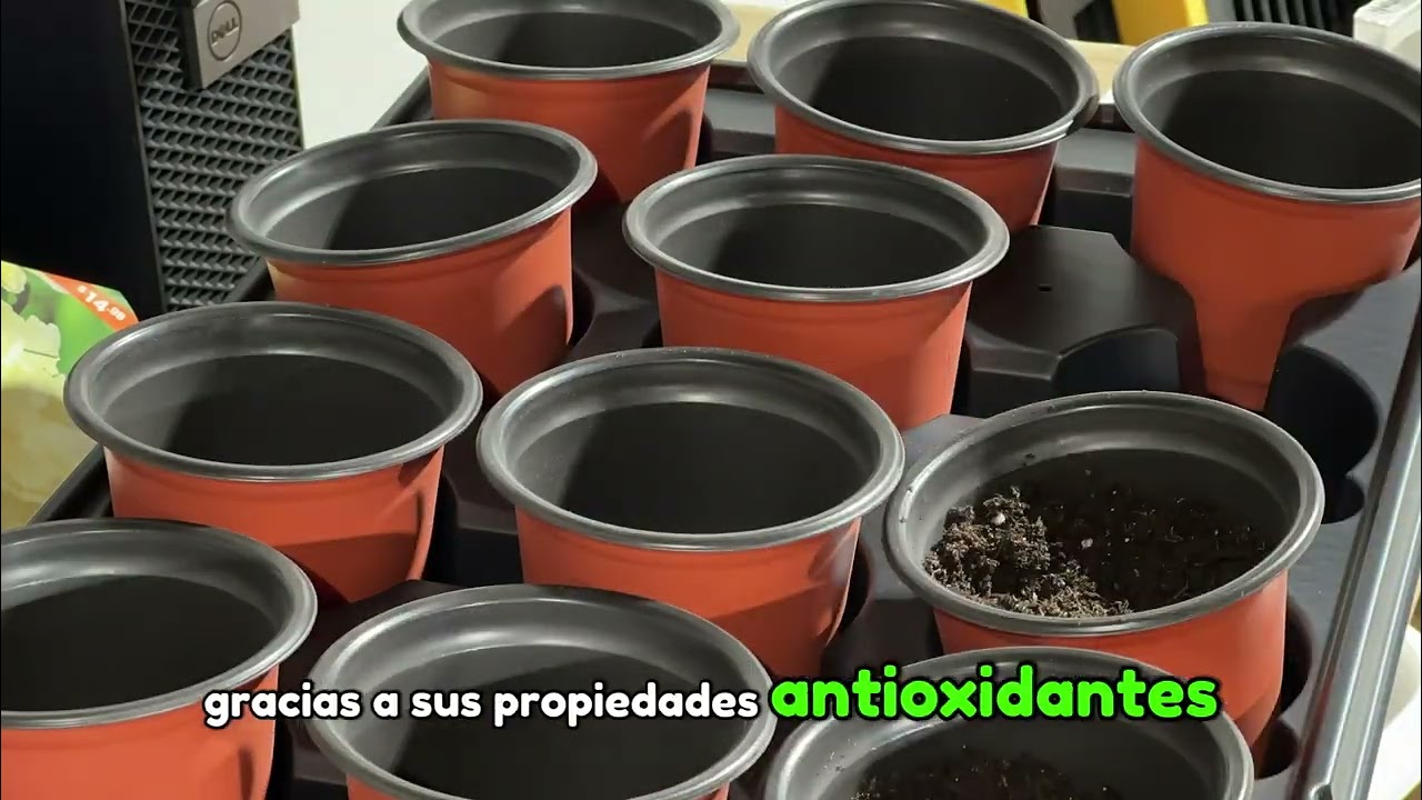 🌱 Cómo Iniciar un Huerto Interior en Invierno | Guía Completa Paso a Paso 🏡💡