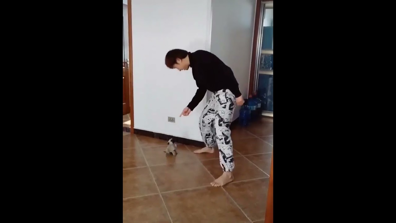 Owner vs. Dog Dance Battle! Who Danced Best? 🤩🐕 baby cute cat funny video 