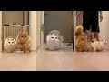 短足猫のダッシュ＆ウォーク動画
