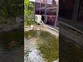 Kasih makan ikan di Kayu Manis, Prabumulih🪸🐠
