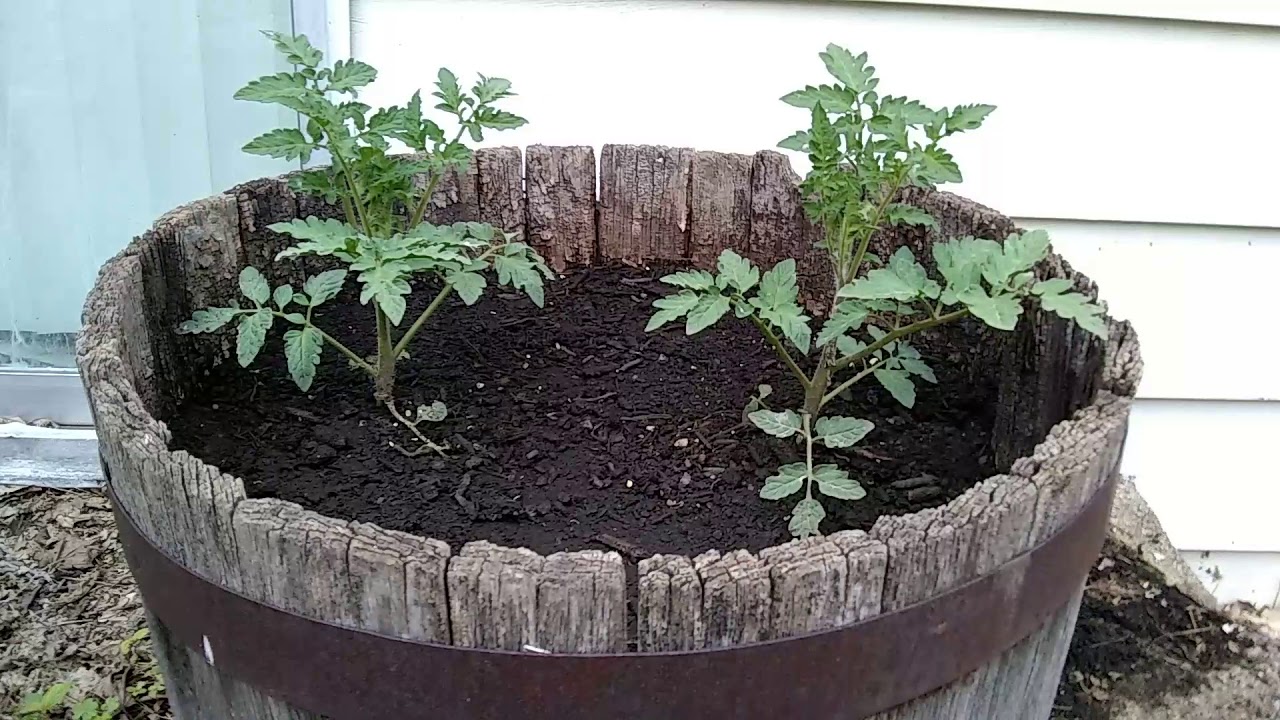 Growing Tomatoes in a Whiskey Barrel! Pt. 2 YouTube