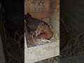 Putting a baby guinea under Fertile Myrtle.