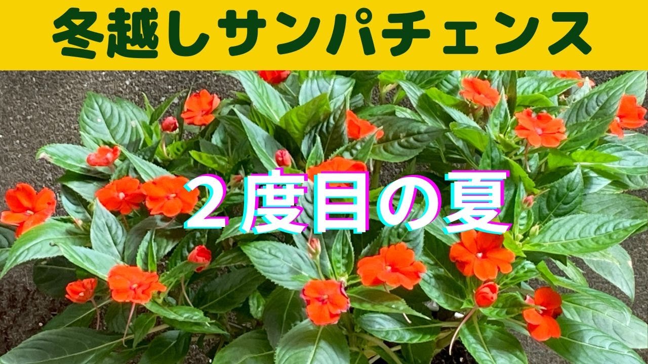 冬越しのサンパチェンス 2度目の夏 4月に植え替えた冬越しサンパチェンス 2か月後の様子です Youtube 冬越しのサンパチェンス 2度目の夏 4月に植え替えた冬越しサンパチェンス 2か月後の様子です Youtube