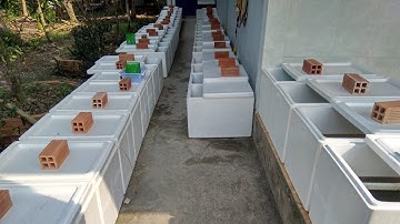 Mô hình nuôi cá bảy màu bằng thùng xốp