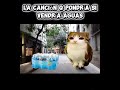 La Canción Agua Meowl Memes Funk SoyVitacioQueTePasa