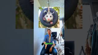 Opossums / Rabies #education #cuteanimals #opossum #rabies #biology