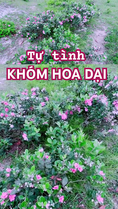 Tự tình Khóm hoa dại | Tìm Lại Người Xưa #nhậtdươngdm #timlainguoixua #nhachaymoingay #bolerohay