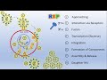 AIDS - Replication of HIV (Life Cycle)