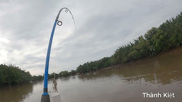 Câu Cá Ngát sông 2 Thành Kiệt