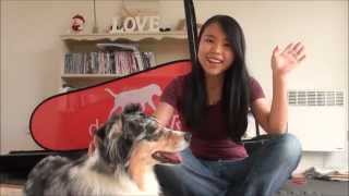 Pet Product Review #06  DogPacer Treadmill