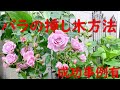 簡単バラ挿し木方法、成功事例あり＃バラ挿し木ROSE CUTTING (EASY WAY）＃バラ挿し木成功事例