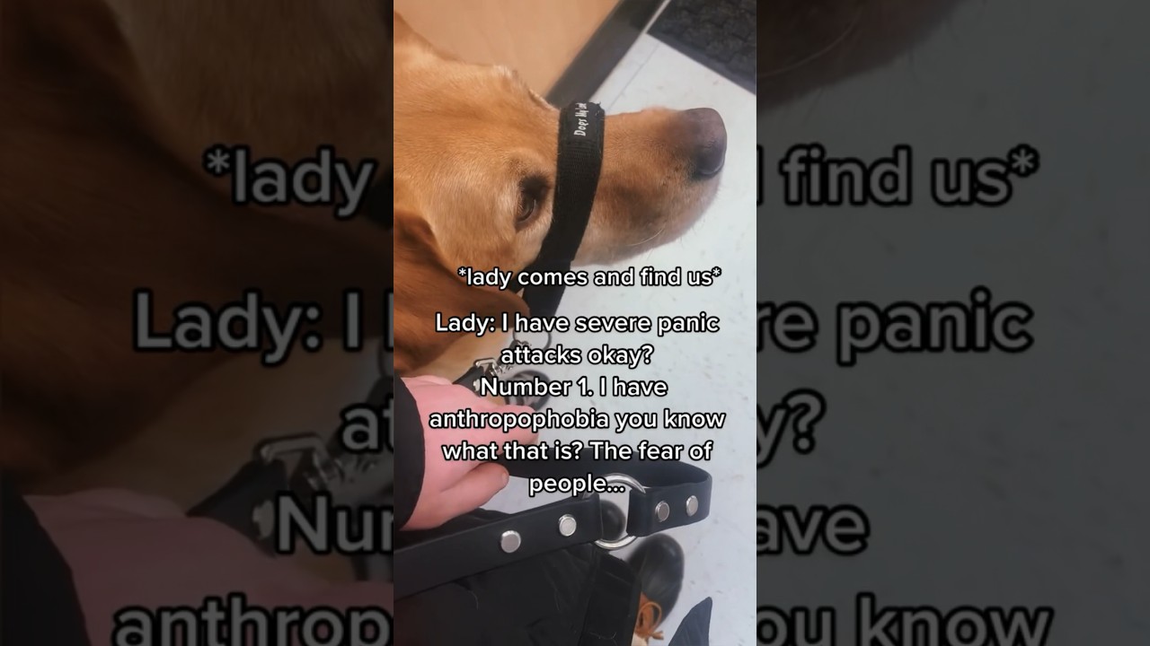 stop bringing your untrained dogs everywhere with you!! 