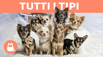 Quanti tipi di Chihuahua Toy esistono?