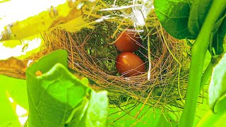 Tiny Bird Nest at Sunflower 🌻 plant | Amazing Bird Nest 2025