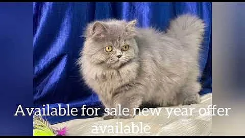Video 6867241: russian blue persian cat, russian blue persian kitten, colour persian cat kitten, quality persian cat kitten, best quality persian cat, persiancat, cats catlover cutecat