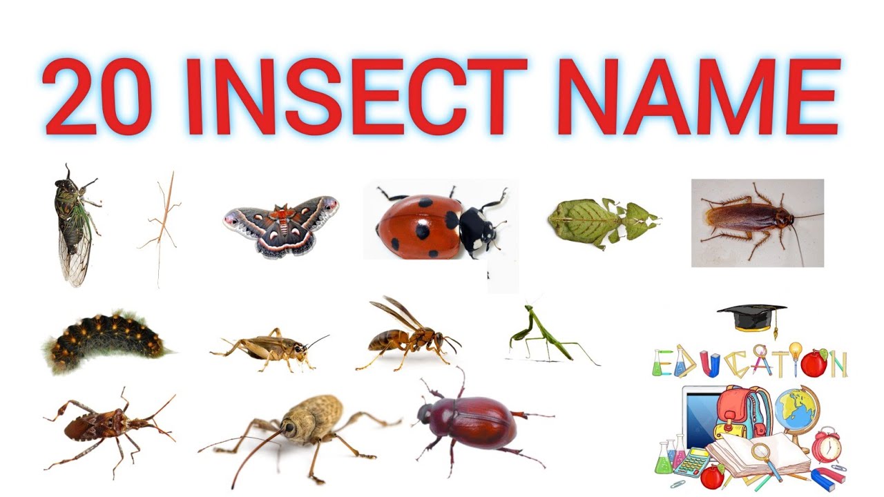 20 INSECTS  NAME!!20 insects  name!!ENGLISH!!english for kids!!