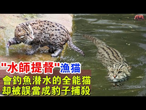 “水師提督”漁貓：一身水中超能力，釣魚大師，潛水高手，游泳還能靠腳蹼加速，卻被當成豹子慘遭捕殺！#牛哥说高能动物