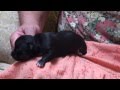 Bess & Chip's Chihuahua Pups, Now 2 weeks old 8/30/14