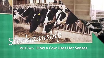 Stockmanship Part 2 - How a Cow Uses Her Senses