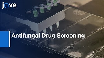 Candida albicans BChip For High-throughput Antifungal Drug Screening
