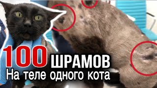 Когда врачи побрили кота, то были шокированы увиденным| Мученик Прохор