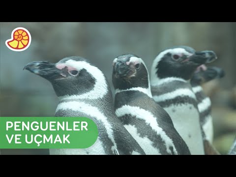 Video: Penguenler: Bu Uçamayan Tavuklar Hakkında Bilmeniz Gerekenler