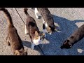 一気に押し推せて来る猫様【4K】