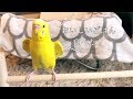 おしゃべりが止まらないセキセイインコ talking budgie