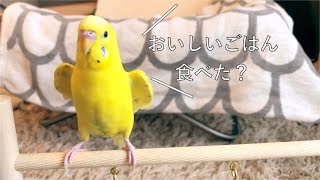 おしゃべりが止まらないセキセイインコ talking budgie