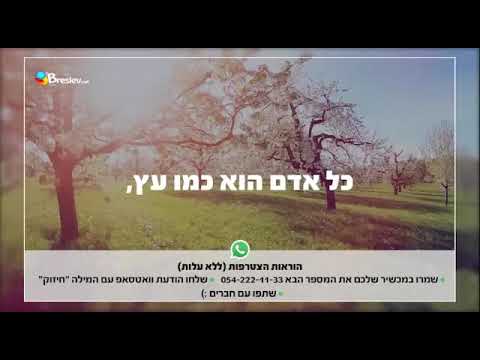 וִידֵאוֹ: ערער (104 תמונות): איך הוא נראה ואיפה הוא צומח? תיאור עצים ושיחים גבוהים. שתילה וטיפול בחוץ