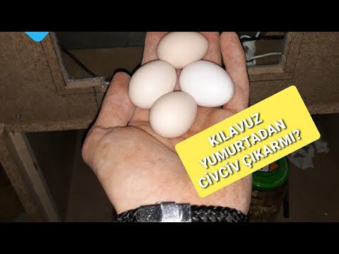 KILAVUZ YUMURTADAN CİVCİV