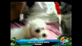 7 aksi lucu hewan nakal.mp4