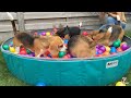 Throwing Treats in a Beagle Ball Pit : Funny beagles Playing