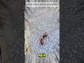 CUỘC PHỤC KÍCH HOÀN HẢO