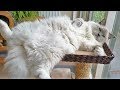 3 Minutes of a Ragdoll Cat Being a Ragdoll Cat